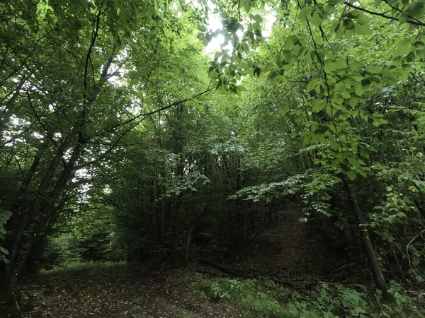 Dağlardaki güzel orman