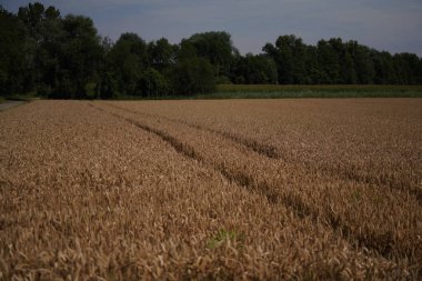Sarı buğday kulaklı bir tarlanın dikey görüntüsü.
