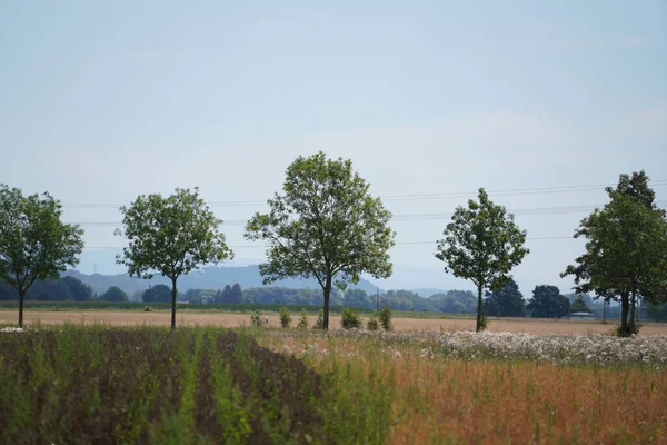 beautiful landscape with a tree and a field of trees