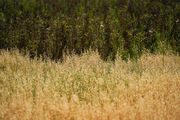 Green Brown Wheat Field Blurry Background — Photo