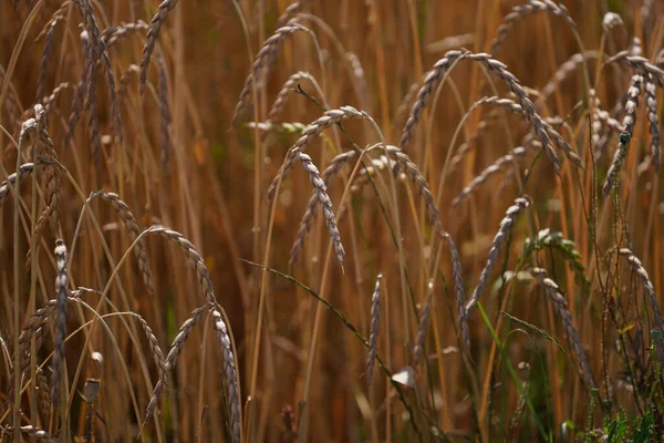 Золотое Пшеничное Поле Летом — стоковое фото