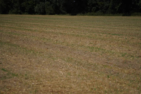 Green Fields Field Horizon — стоковое фото