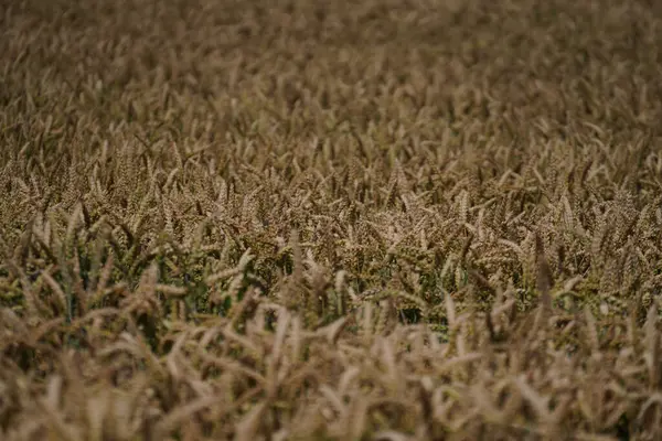 Wheat Field Agriculture Farming Agricultural Industry Farm Rural Landscape — Fotografia de Stock