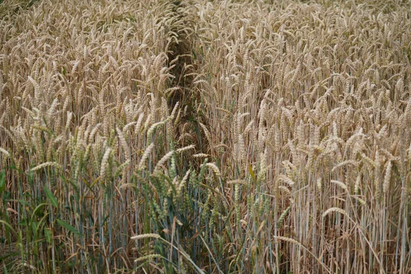 田舎の麦畑 — ストック写真