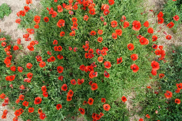 Piękne Czerwone Kwiaty Maku Ogrodzie — Zdjęcie stockowe