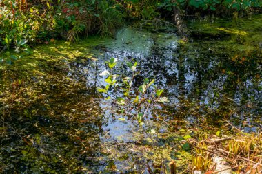 Ormandaki nehrin güzel manzarası