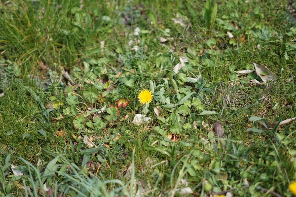 庭の緑の草 — ストック写真