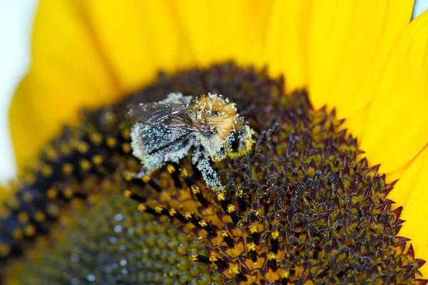 Gros Plan Une Fleur Jaune — Photo