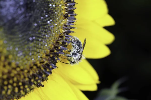 Güzel Botanik Fotoğrafı Doğal Duvar Kağıdı — Stok fotoğraf