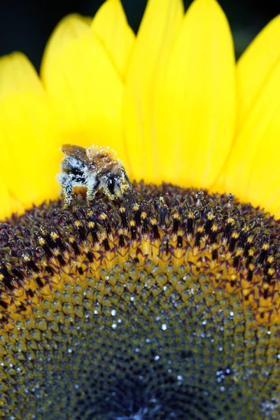 Zbliżenie Pszczoły Kwiat — Zdjęcie stockowe