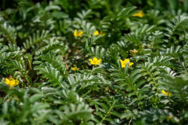 Bahçedeki güzel çiçekler