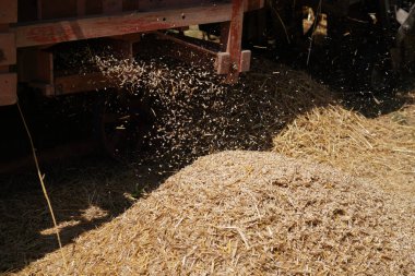 Kahverengi ve beyaz bir ambarın yakın çekimi.