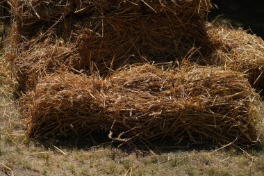 saman balyaları tarlada