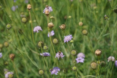 Bahçedeki güzel çiçekler