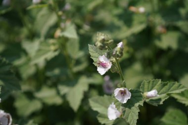 Güzel botanik fotoğrafı, doğal duvar kağıdı.