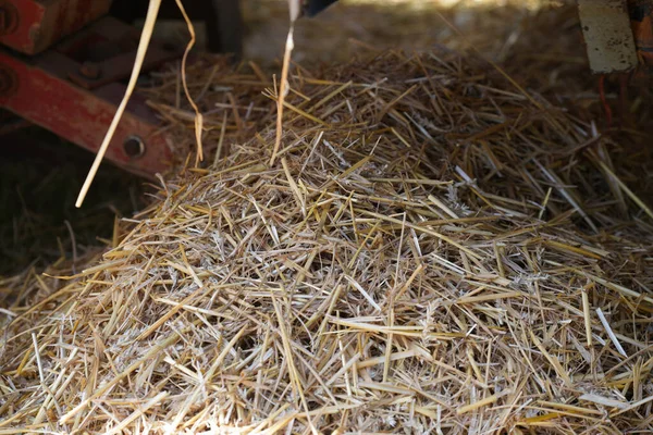 Closeup Shot Pile Hay Straw — Stockfoto