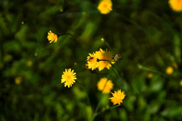 Жовта Квітка Кульбаби Саду — стокове фото