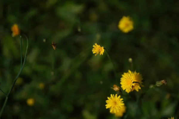 Vackra Gula Maskros Blommor Ängen — Stockfoto