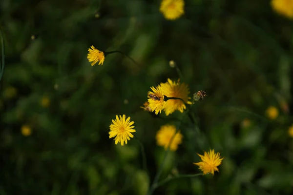 Žlutá Pampeliška Zahradě — Stock fotografie