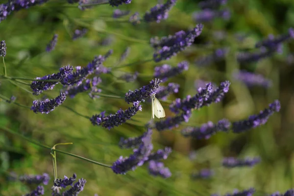 Lavendelbloemen Tuin — Stockfoto
