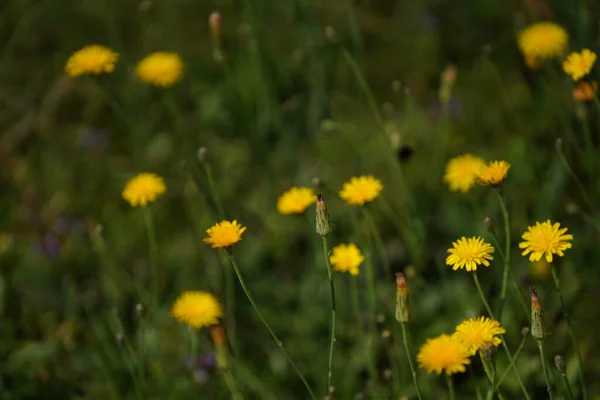 Yellow Flowers Garden — Stock Photo, Image