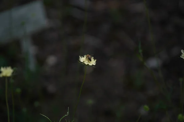 Mooie Bloemen Tuin — Stockfoto