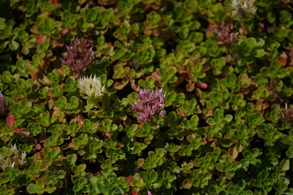 Krásný Botanický Záběr Přírodní Tapety — Stock fotografie