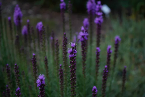 Mooie Paarse Bloemen Tuin — Stockfoto