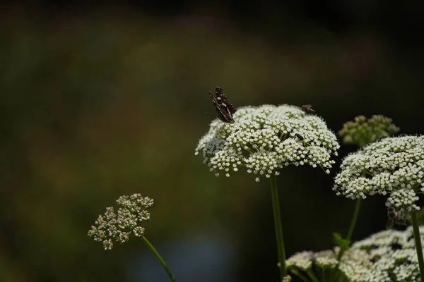 Closeup View Insect Nature Background — ストック写真