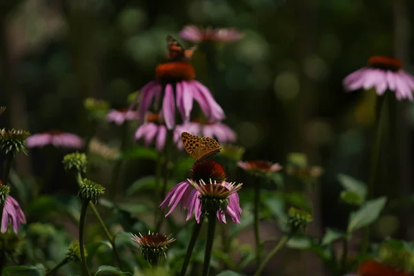 Beautiful Butterfly Flower — Stock Photo, Image
