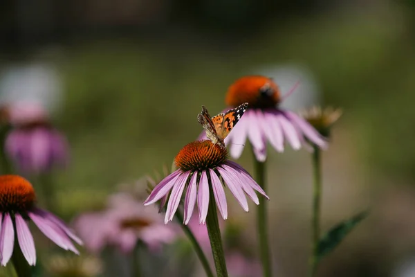 Eine Biene Auf Einer Blume — Stockfoto
