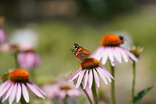 Primer Plano Una Hermosa Mariposa Sentada Una Flor — Foto de Stock
