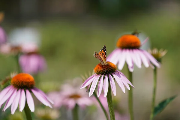 Hermosa Mariposa Una Flor — Foto de Stock