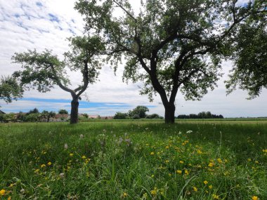Yeşil tarla ve güzel manzaralı yalnız bir ağaç. Doğa manzarası.