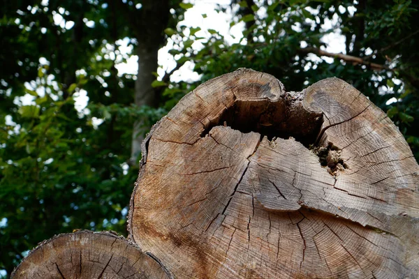 Tree Stump Wood Background — Foto de Stock