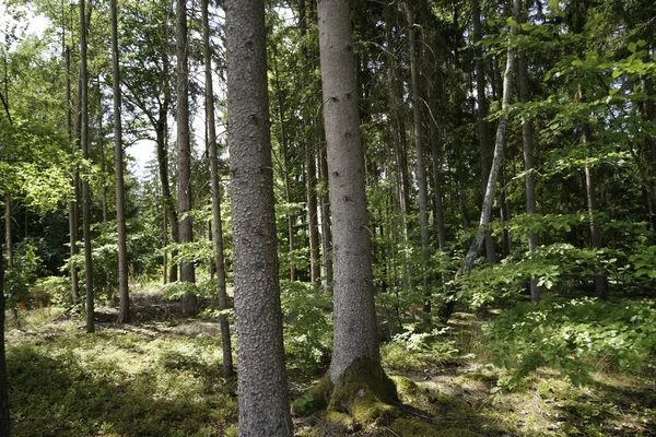 Green Forest Beautiful View Foreground — Foto de Stock