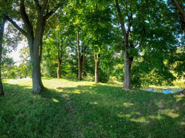 Parktaki yeşil ağaçlar