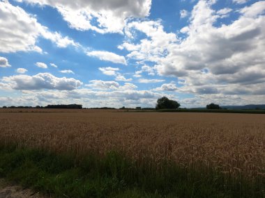 Buğday tarlası olan güzel bir manzara.