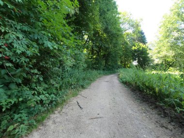 Ağaçlı ve yapraklı yeşil orman yolu