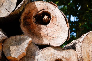 Kesik bir ağaç gövdesinin yakın çekimi.