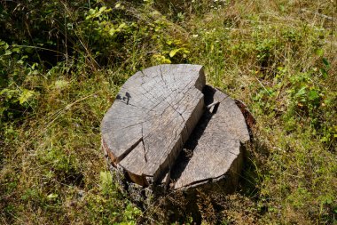 Ormanlarımızın tahrip edilmesi, daha fazla iklim felaketine ve orman gerilemesine yol açar.