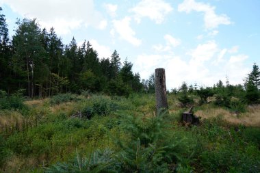 Ormanlarımızın tahrip edilmesi, daha fazla iklim felaketine ve orman gerilemesine yol açar.