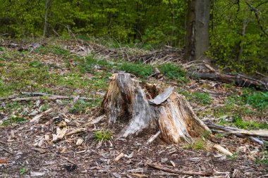 Ormanlarımızın tahrip edilmesi, daha fazla iklim felaketine ve orman gerilemesine yol açar.