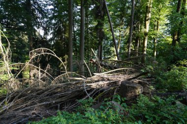 Ormanlarımızın tahrip edilmesi, daha fazla iklim felaketine ve orman gerilemesine yol açar.