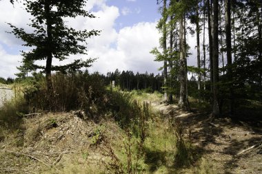 Ormanlarımızın tahrip edilmesi, daha fazla iklim felaketine ve orman gerilemesine yol açar.