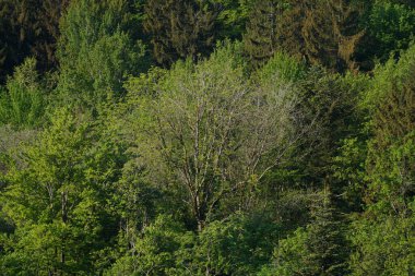 Baharda Bavyera 'da bir orman. Her şey çiçek açar ve yeni bir hayata uyanır 
