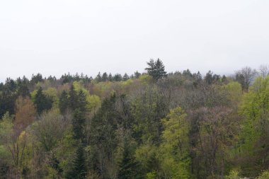 Forest in Bavaria in spring. Everything blooms and awakens to new life 