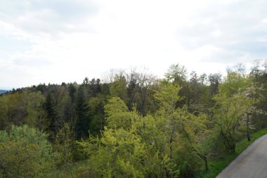Baharda Bavyera 'da bir orman. Her şey çiçek açar ve yeni bir hayata uyanır 