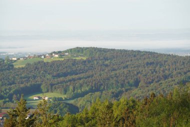Baharda Bavyera 'da bir orman. Her şey çiçek açar ve yeni bir hayata uyanır 