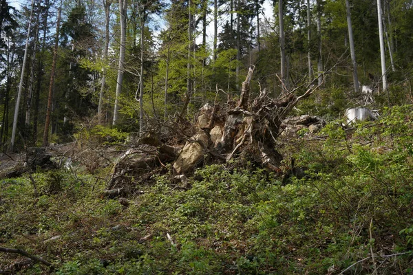 Deforestation Our Forests Leads More Climate Catastrophes Forest Dieback — Fotografia de Stock